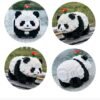 Building Blocks Flower Panda Mini Building Blocks, 983 PCS Micro Animal Building Toy Bricks for Girls Boys and Adults